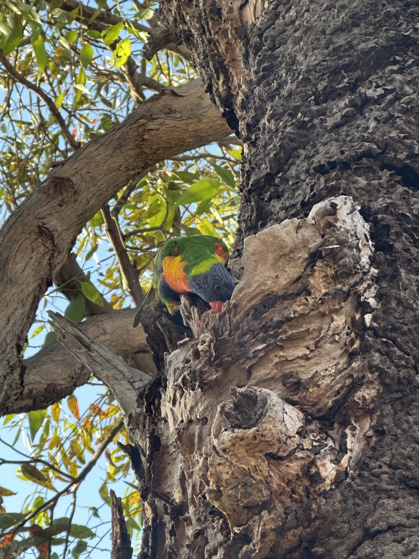 Rainbow Lorikeet Cremorne point walk