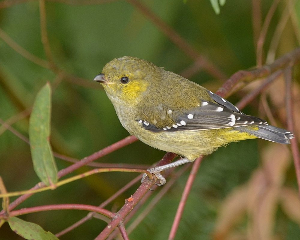 Forty-spotted Pardalote